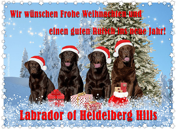 Heidelberg Hills Labradors