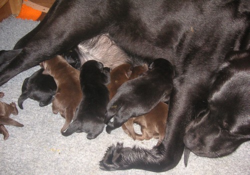 Heidelberg Hills Labradors