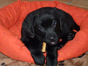 Heidelberg Hills Labradors