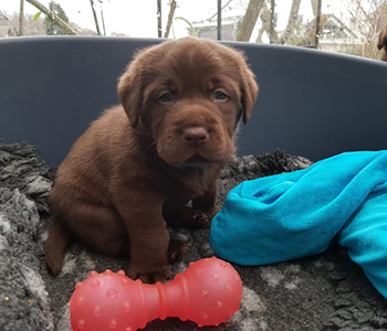 Heidelberg Hills Labradors