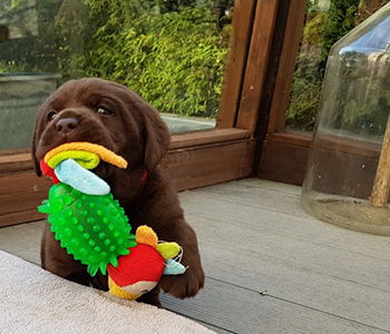 Heidelberg Hills Labradors