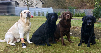 Heidelberg Hills Labradors