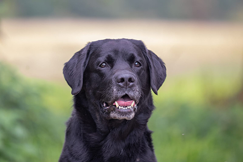 Heidelberg Hills Labradors