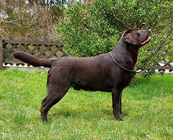 Heidelberg Hills Labradors