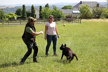 Heidelberg Hills Labradors