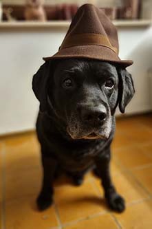 Heidelberg Hills Labradors