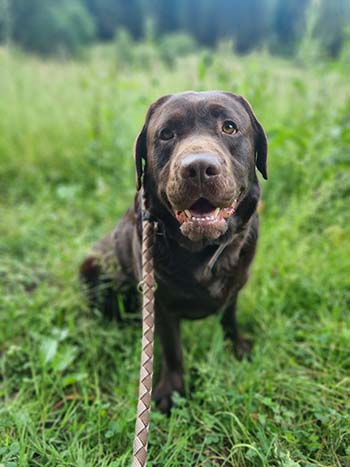 Heidelberg Hills Labradors