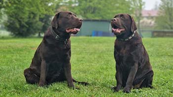 Heidelberg Hills Labradors