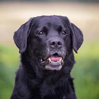 Heidelberg Hills Labradors