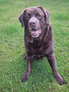 Heidelberg Hills Labradors