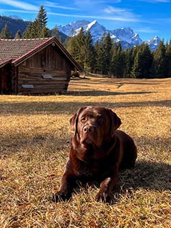 Heidelberg Hills Labradors