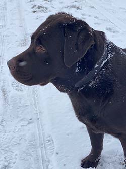 Heidelberg Hills Labradors