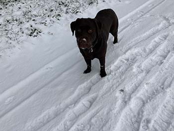 Heidelberg Hills Labradors