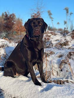 Heidelberg Hills Labradors