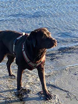 Heidelberg Hills Labradors