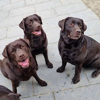 Heidelberg Hills Labradors