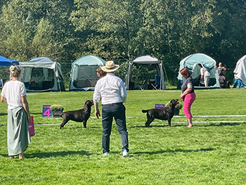 Heidelberg Hills Labradors