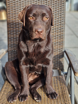 Heidelberg Hills Labradors