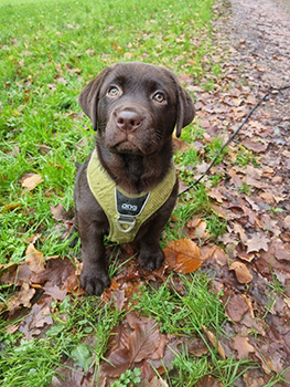 Heidelberg Hills Labradors