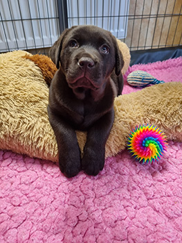 Heidelberg Hills Labradors