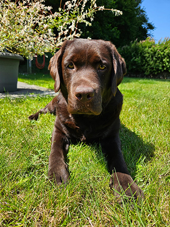 Heidelberg Hills Labradors