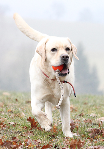 Heidelberg Hills Labradors
