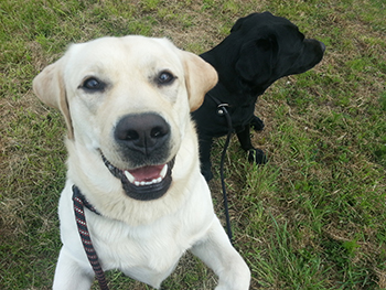 Heidelberg Hills Labradors