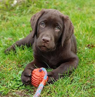 Heidelberg Hills Labradors