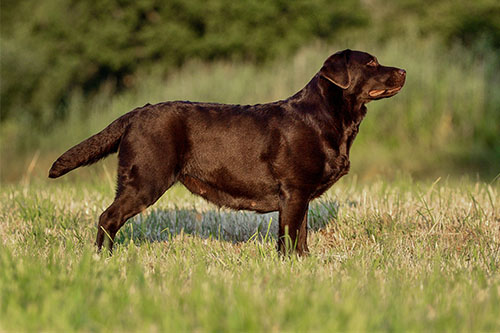 Heidelberg Hills Labradors