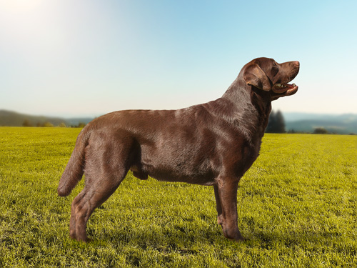 Heidelberg Hills Labradors