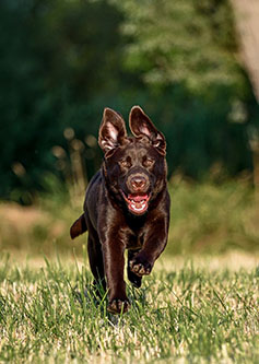 Heidelberg Hills Labradors